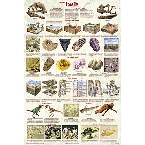 Introduction to fossils chart 33 W 2167