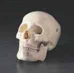 823508bwebm_000