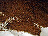 grapeseed1