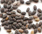chia-seeds_000