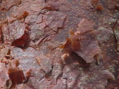 corteza_bursera_simaruba_two
