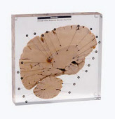 pom9504_bid_000