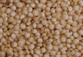 quinoa