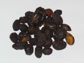 serenoa_repens_003