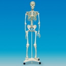 skelet
